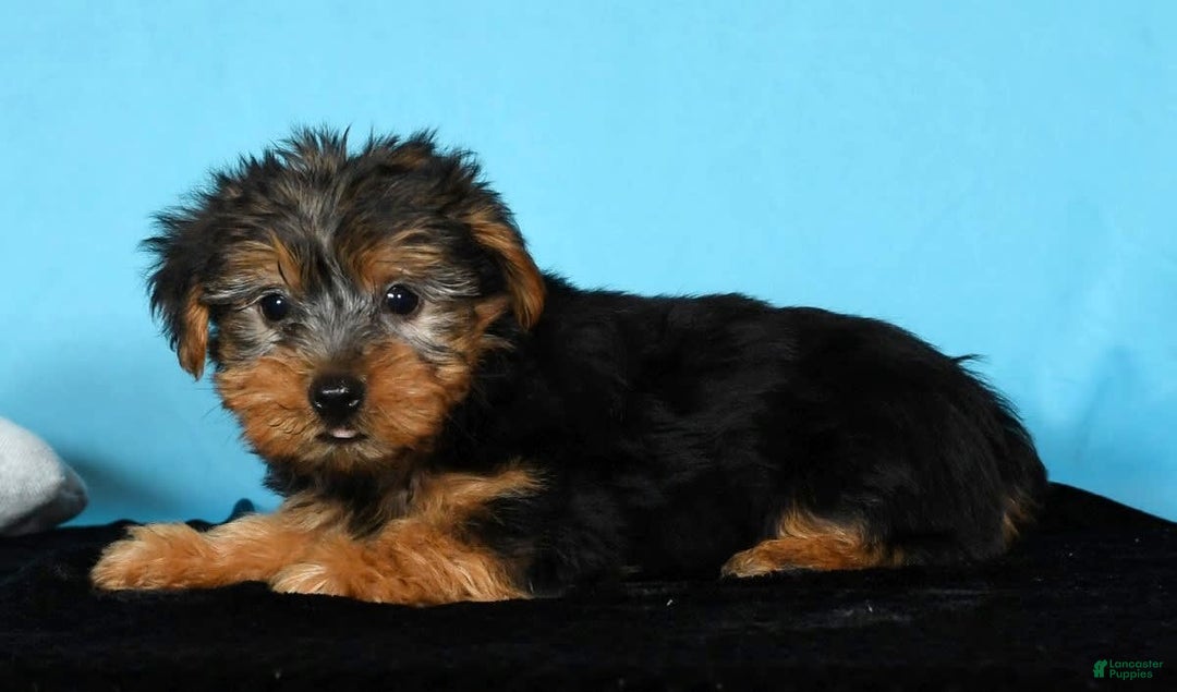Yorkshire Terrier dogs for sale: Jordan - Image 6