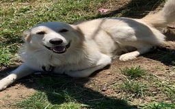 Maremma Sheepdog dogs for sale: Daisy - Image 12