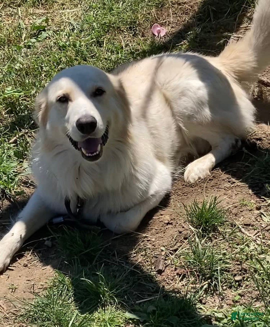 Maremma Sheepdog dogs for sale: Daisy - Image 12