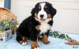 Bernese Mountain Dog dogs for sale: Bootsie - Image 4
