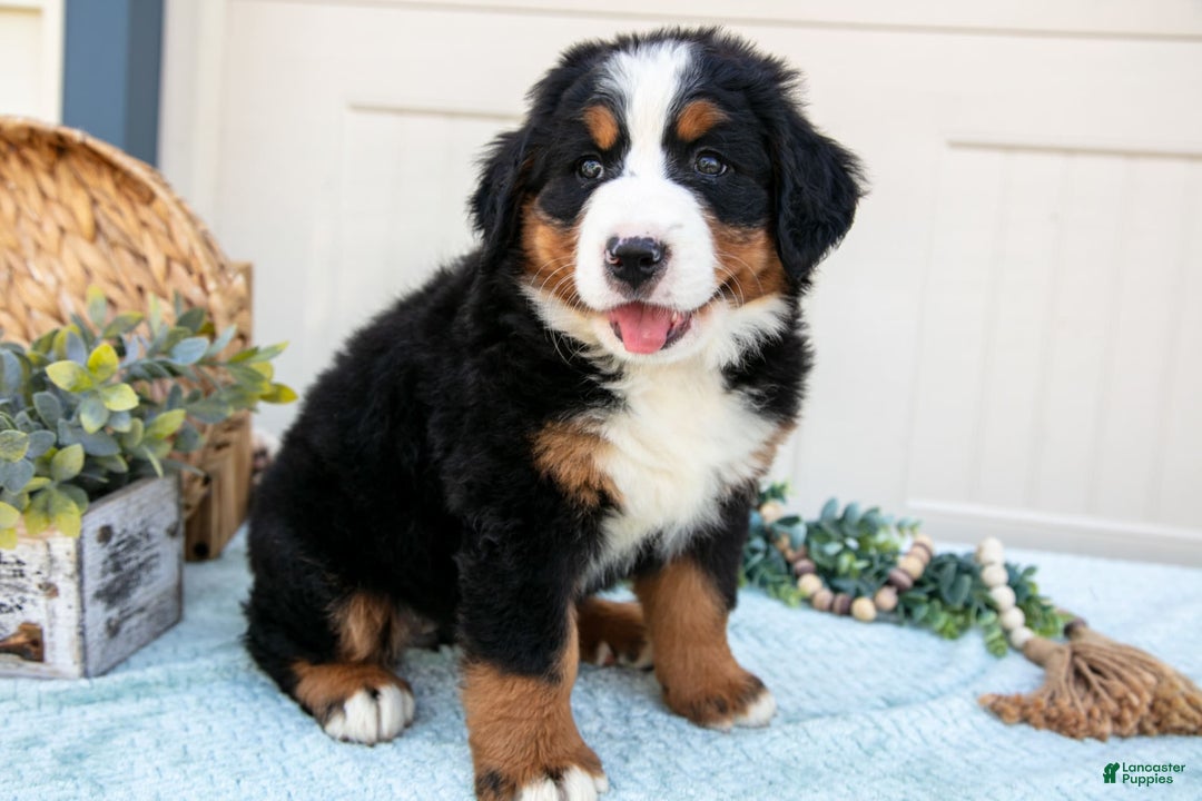 Bernese Mountain Dog dogs for sale: Bootsie - Image 4