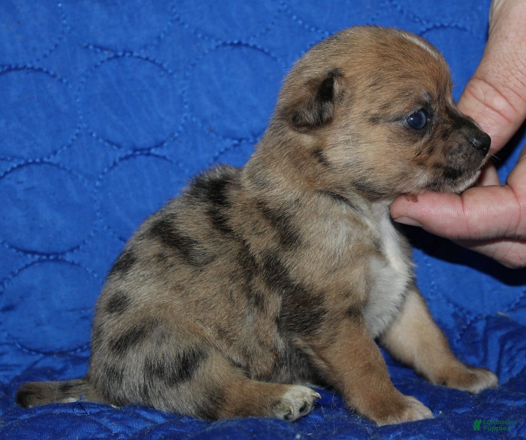 Chihuahua dogs for sale: Pablo - Image 1