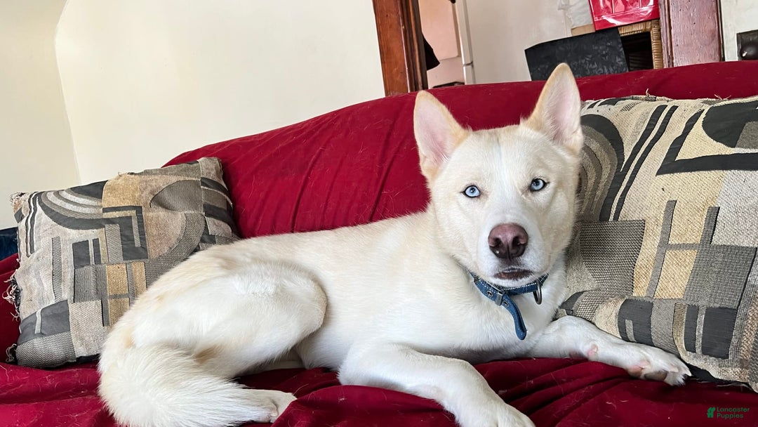 Siberian Husky dogs for sale: Cream - Image 5