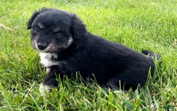 Mini Aussiedoodle dogs for sale: Baxter - Image 6