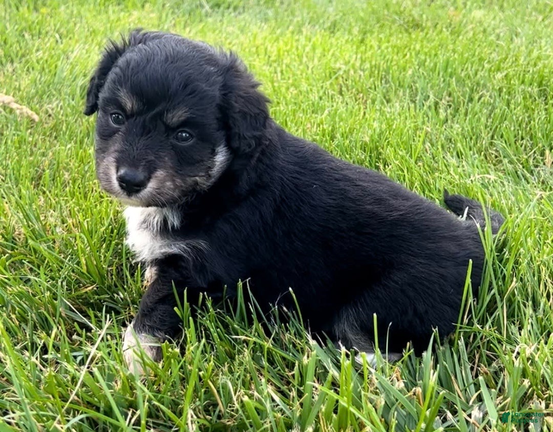 Mini Aussiedoodle dogs for sale: Baxter - Image 6