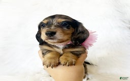 Miniature Dachshund dogs for sale: Akc Violet - Image 6