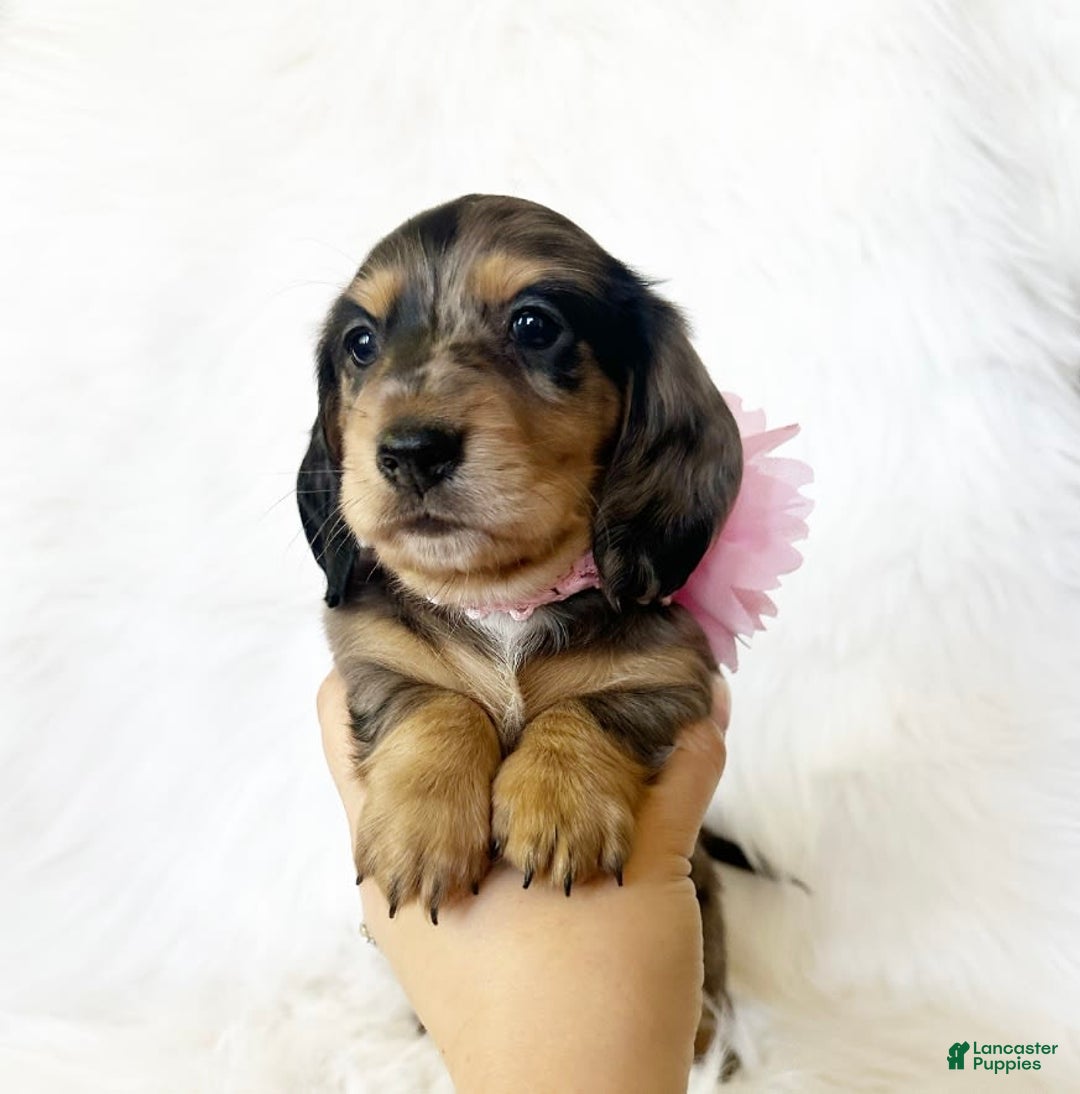 Miniature Dachshund dogs for sale: Akc Violet - Image 6