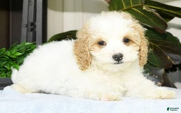 Cavapoo dogs for sale: Uriah - Image 17