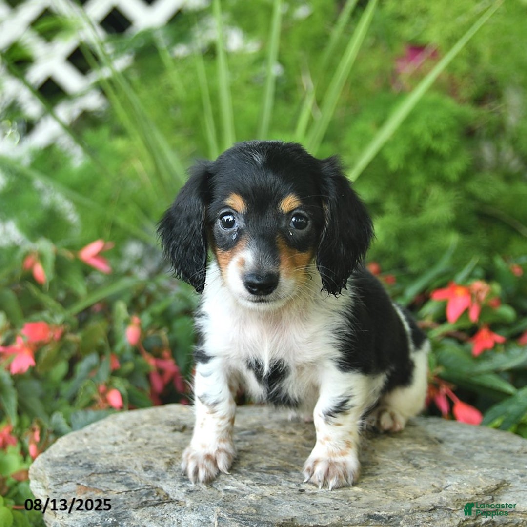 Dachshund dogs for sale: Finn - Image 2