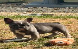 French Bulldog dogs for sale: Rj - Image 1