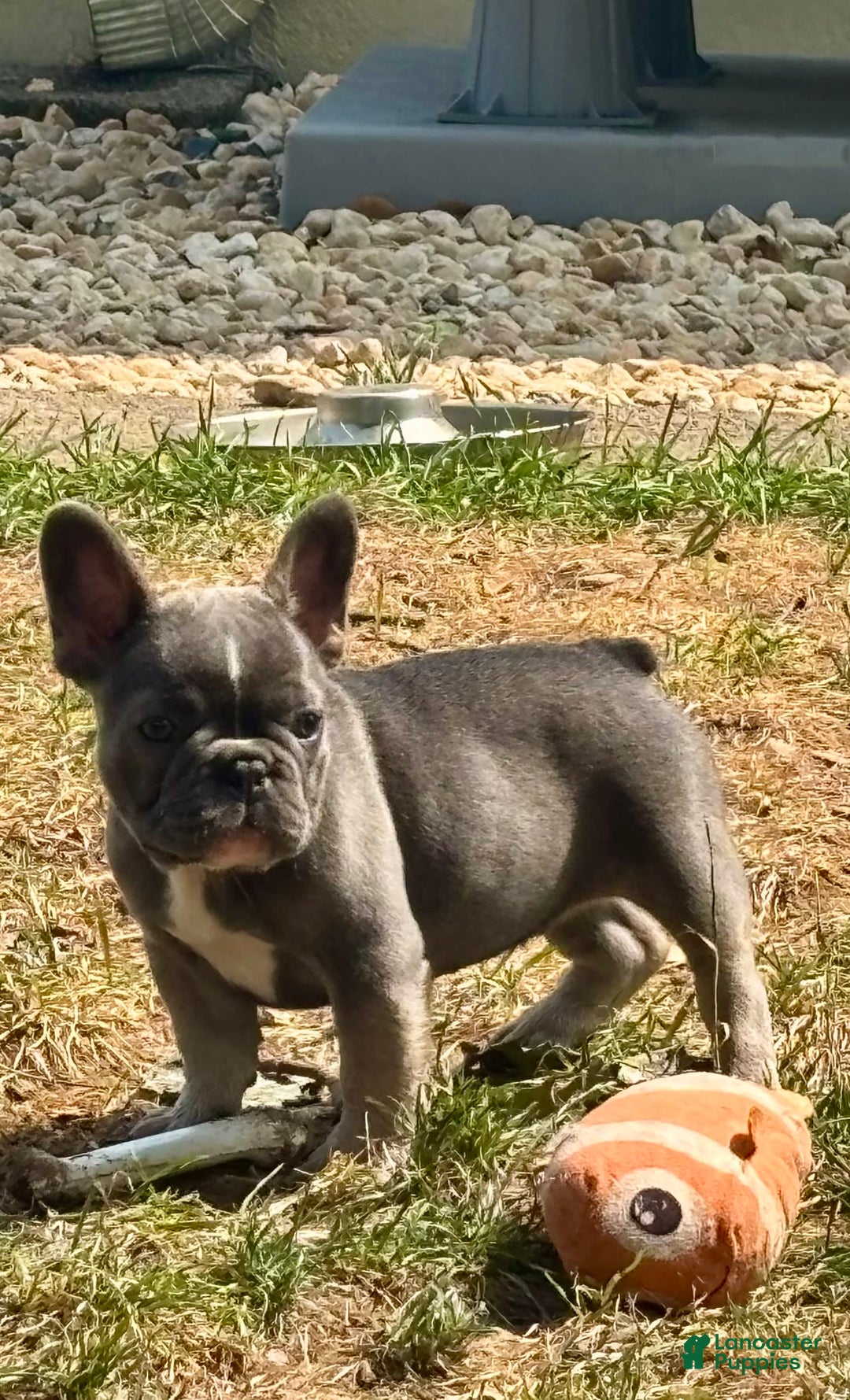 French Bulldog dogs for sale: Rj - Image 1