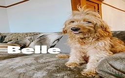 Mini Goldendoodle dogs for sale: Beau - Image 2