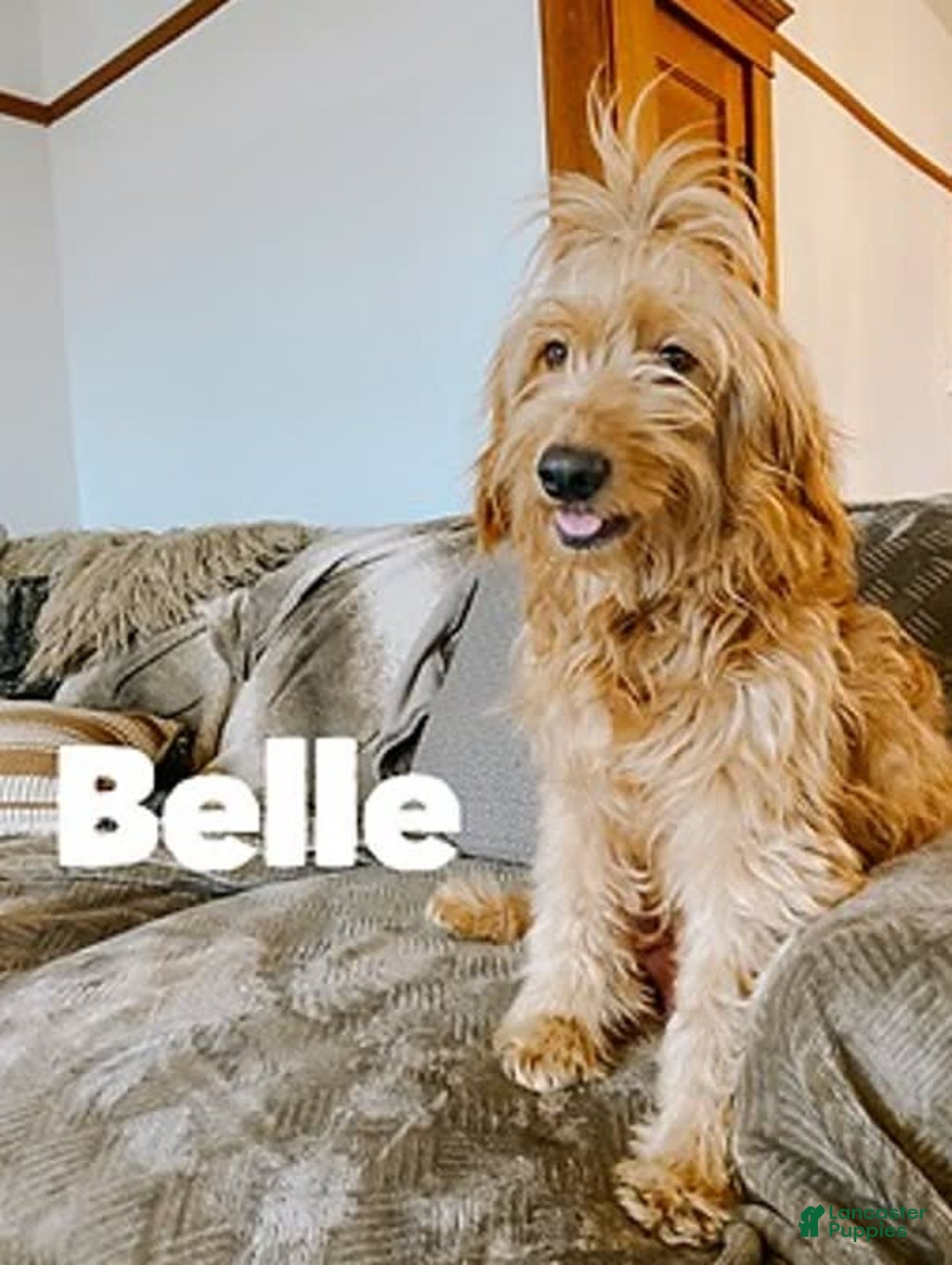 Mini Goldendoodle dogs for sale: Beau - Image 2