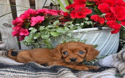 Cavapoo dogs for sale: Don - Image 1