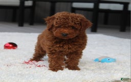 Toy Poodle dogs for sale: Elri - Image 2
