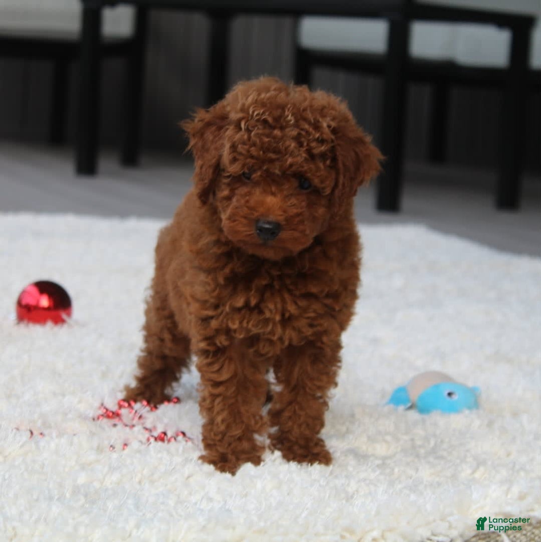 Toy Poodle dogs for sale: Elri - Image 2