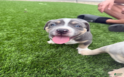 American Bully dogs for sale: Max - Image 1