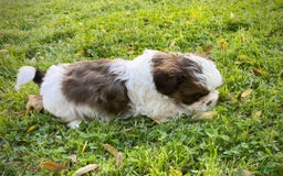Shih Tzu dogs for sale: Danny - Image 4