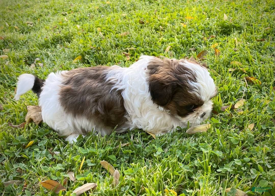 Shih Tzu dogs for sale: Danny - Image 4