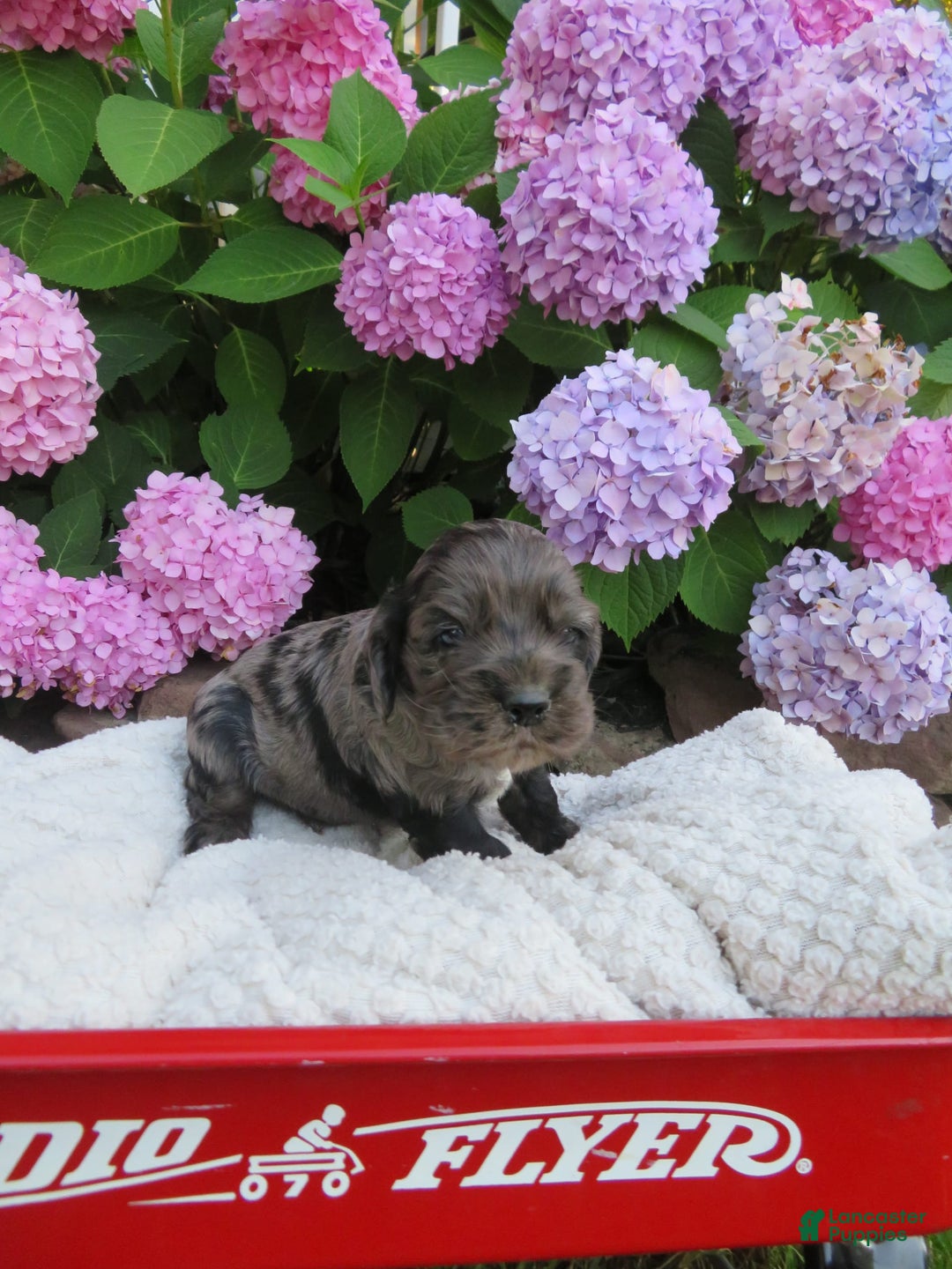 Cocker Spaniel dogs for sale: Oliver - Image 2