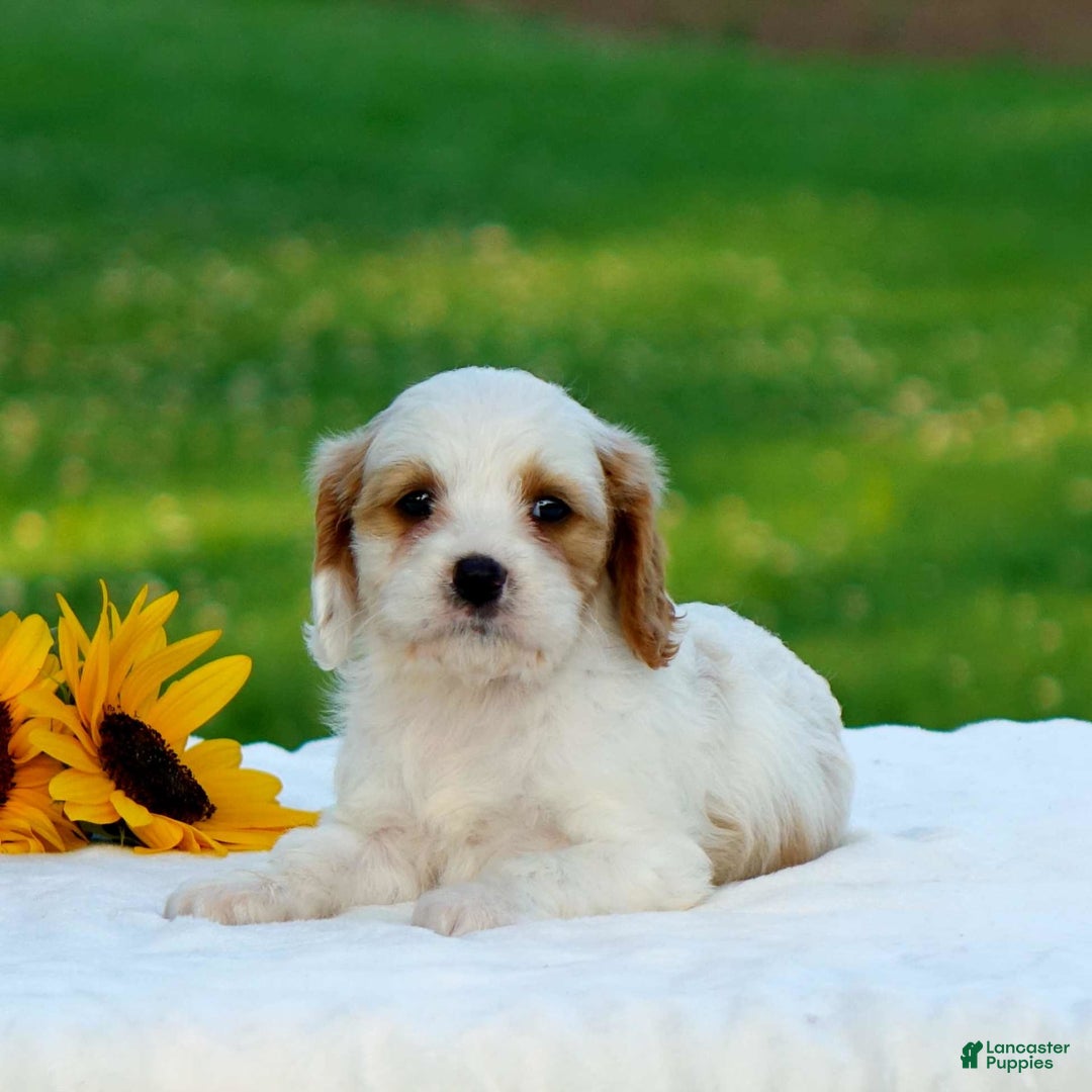 Cavapoo dogs for sale: Marissa - Image 2