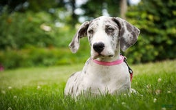 Great Dane dogs for sale: Joujou - Image 16