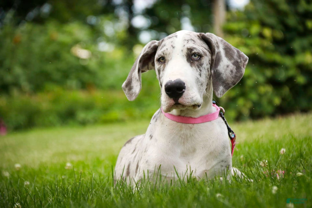 Great Dane dogs for sale: Joujou - Image 16