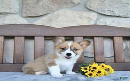 Welsh Corgi Pembroke dogs for sale: Brynnley - Image 3