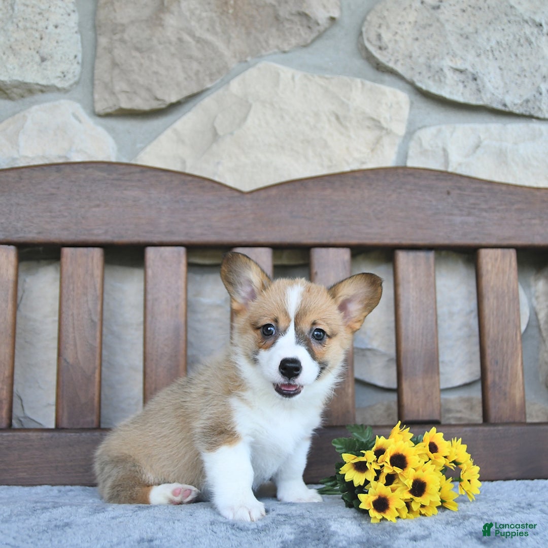 Welsh Corgi Pembroke dogs for sale: Brynnley - Image 3