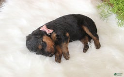 Airedale Terrier dogs for sale: Azalea - Image 6