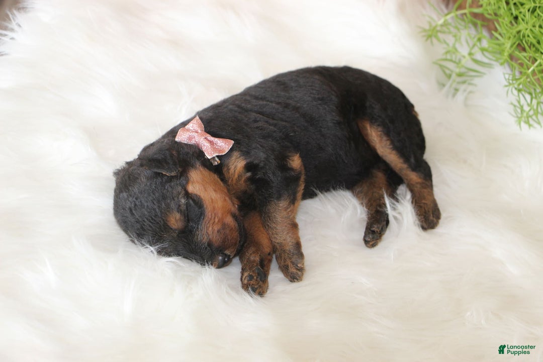 Airedale Terrier dogs for sale: Azalea - Image 6
