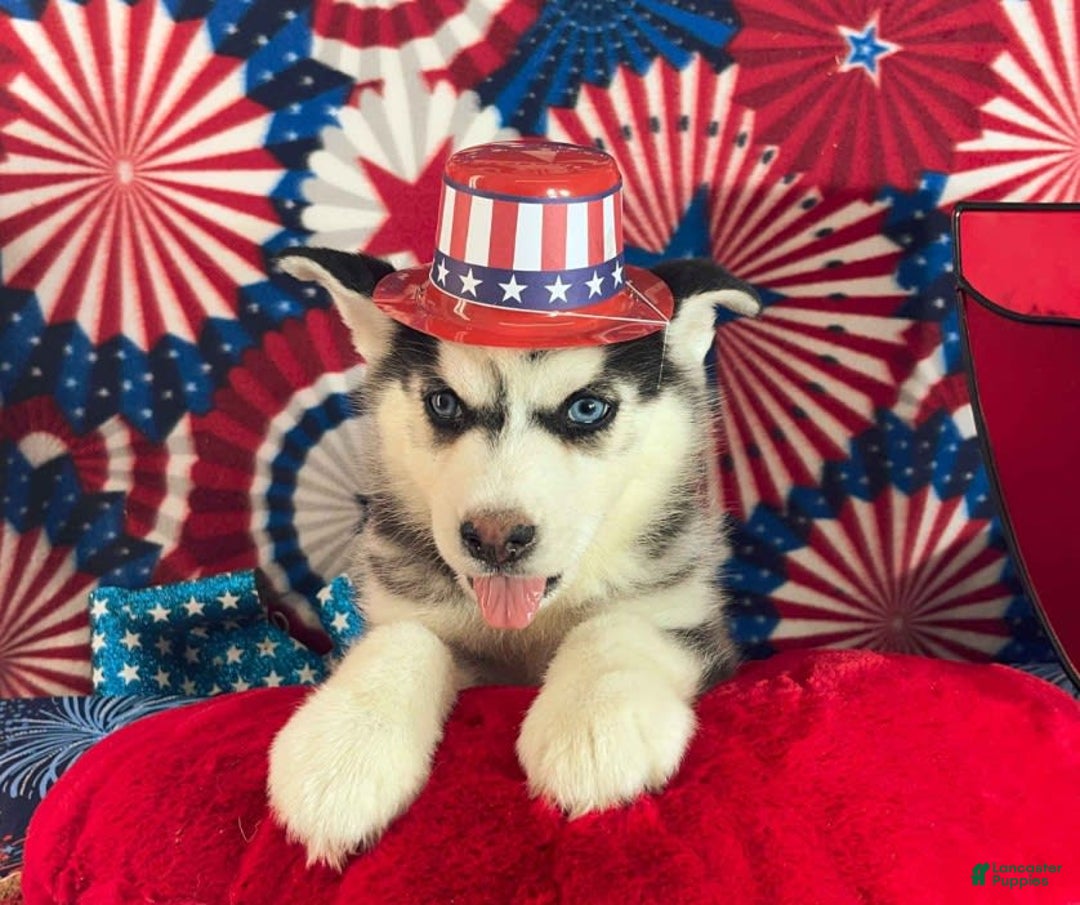Siberian Husky dogs for sale: Siberian Husky 4 puppies - Image 6