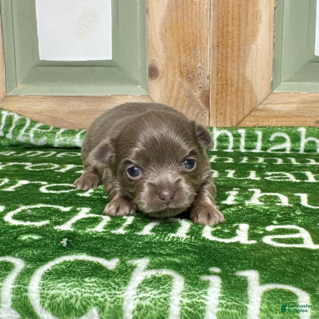 Chihuahua dogs for sale: Tobias Lavender Long Coat - Image 10