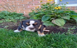 Olde English Bulldogge dogs for sale: Max - Image 9