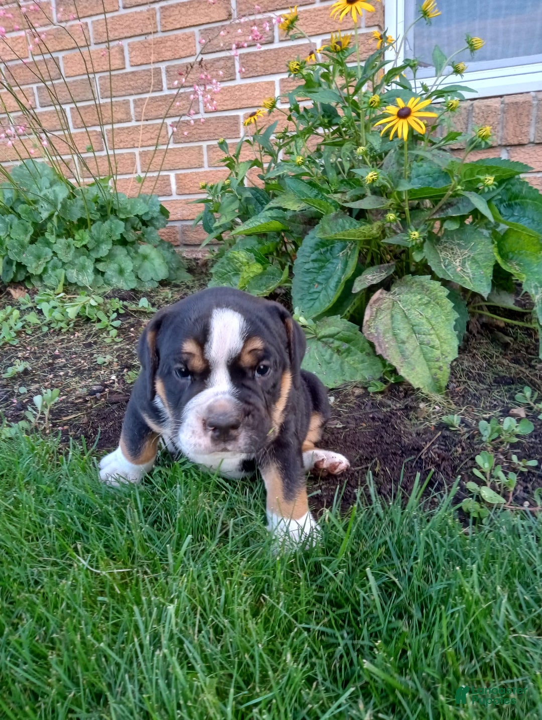 Olde English Bulldogge dogs for sale: Max - Image 9