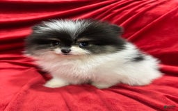 Pomeranian dogs for sale: Minnie - Image 12