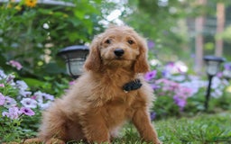  dogs for sale: Mini Goldendoodle 4 puppies - Image 6