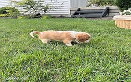 Cavalier King Charles Spaniel dogs for sale: Cavalier King Charles Spaniel 5 puppies - Image 3