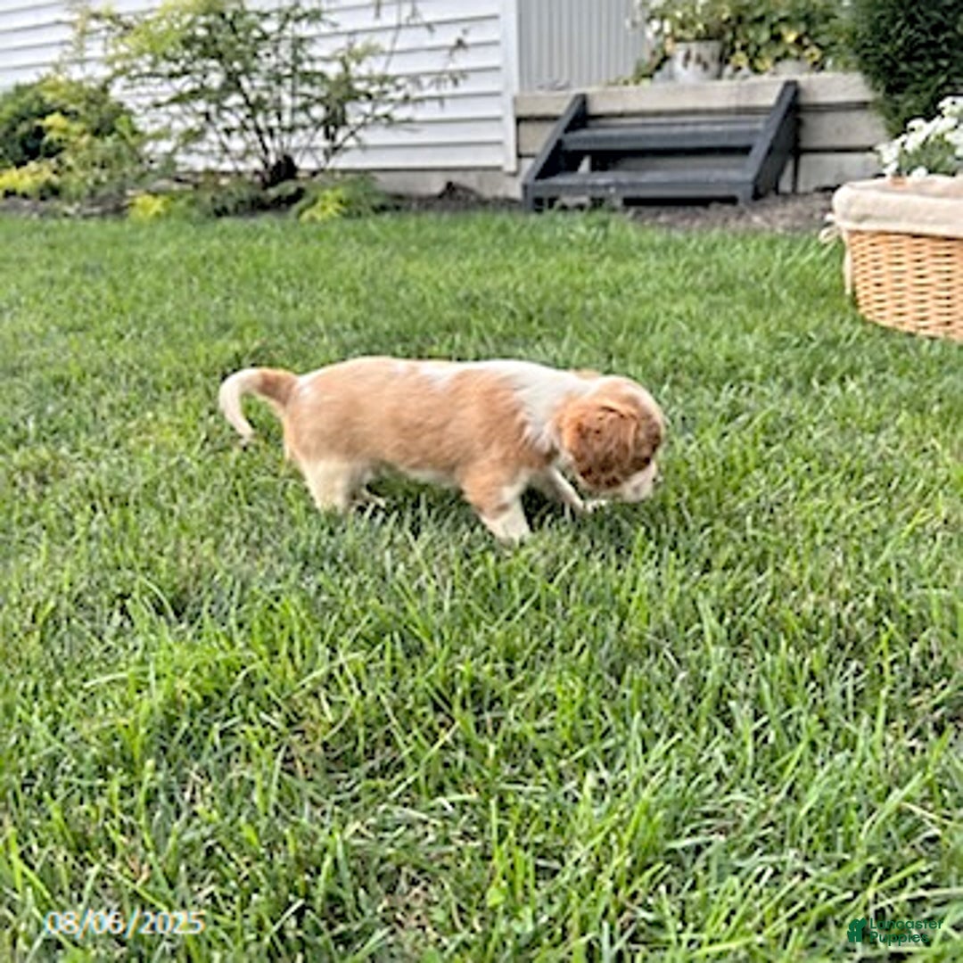 Cavalier King Charles Spaniel dogs for sale: Cavalier King Charles Spaniel 5 puppies - Image 3