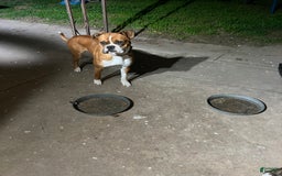 Boxer dogs for sale: Puppy 3 - Image 4