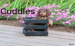 Dachshund dogs for sale: Cuddles - Image 2