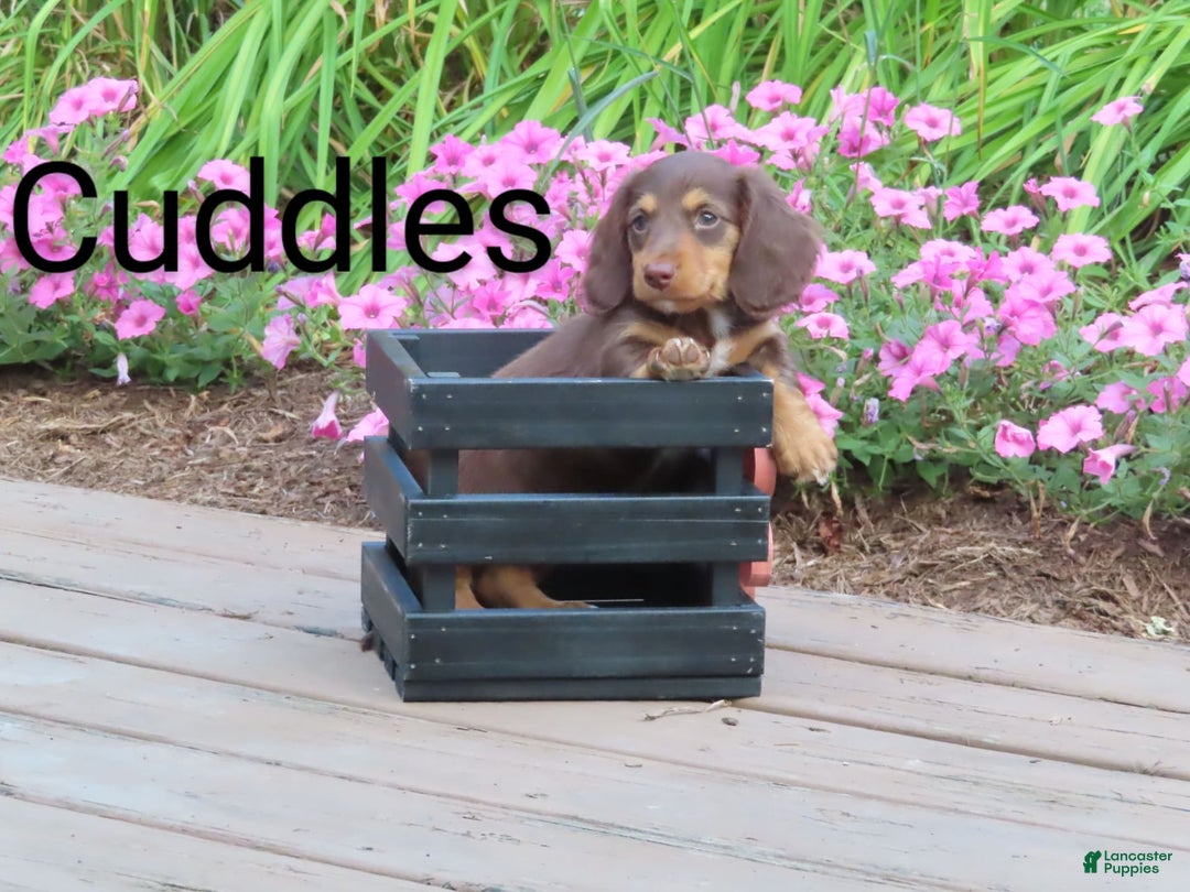Dachshund dogs for sale: Cuddles - Image 2