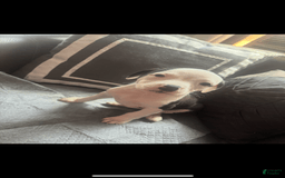 American Bully dogs for sale: Beauty - Image 3