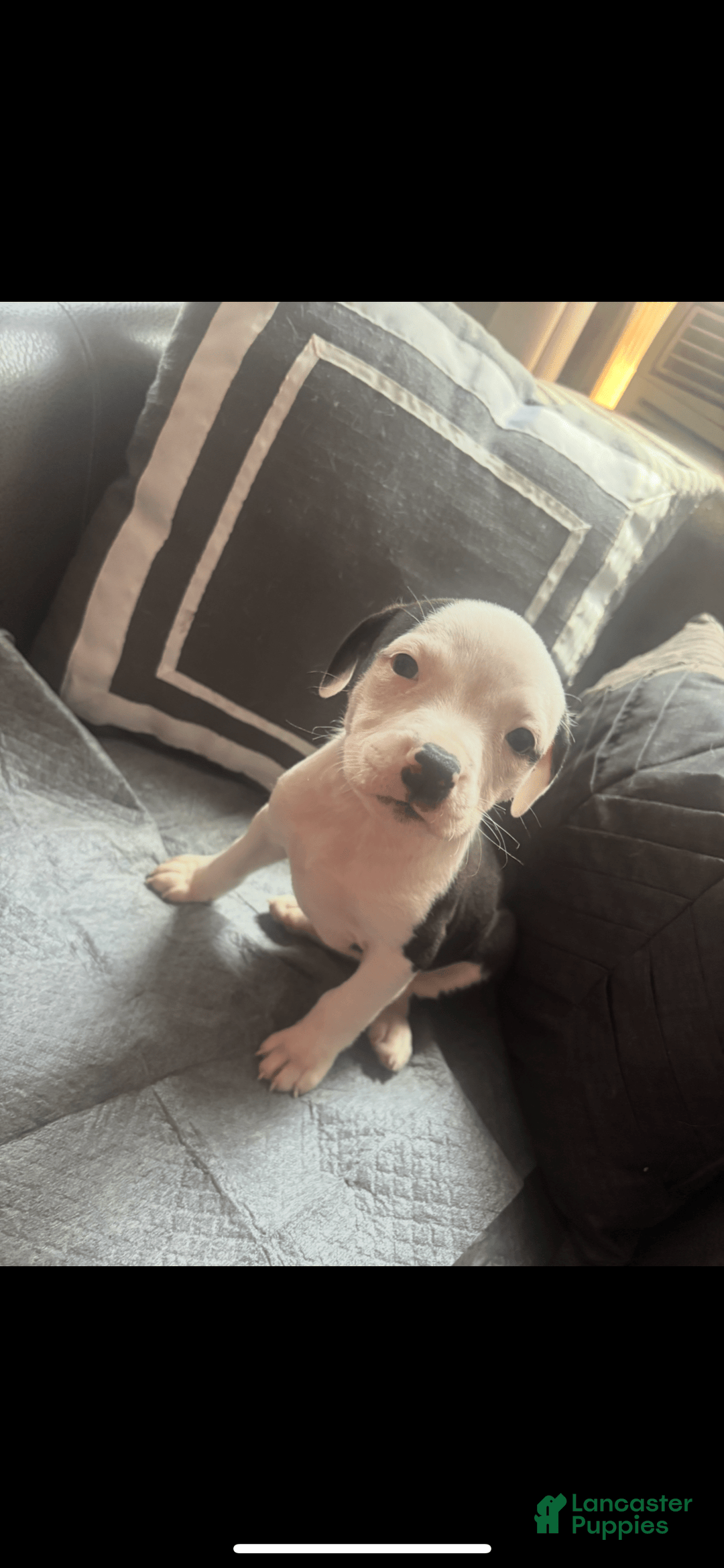 American Bully dogs for sale: Beauty - Image 3