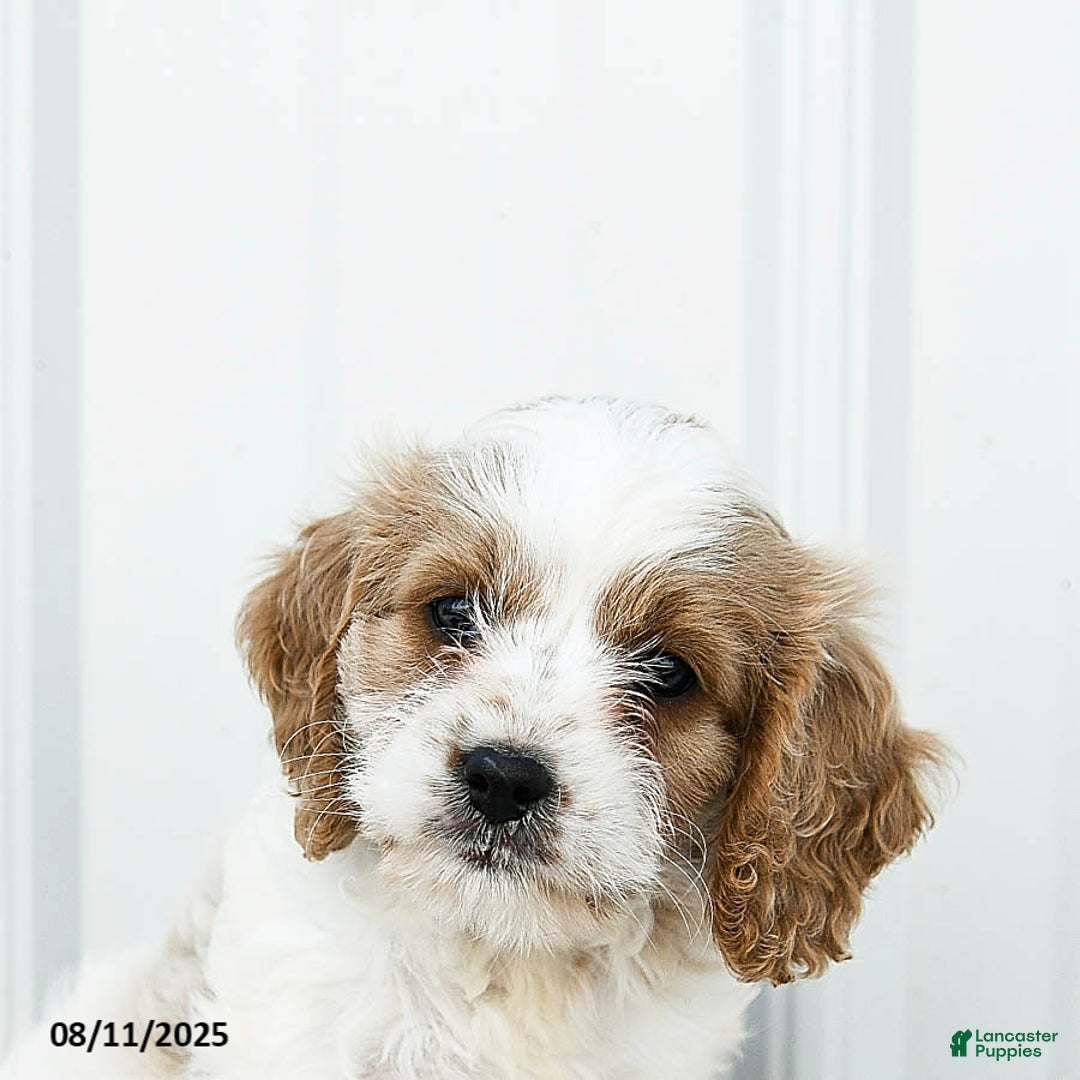 Cavapoo dogs for sale: Dakota - Image 3