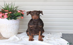 Doberman Pinscher dogs for sale: Ziva - Image 1