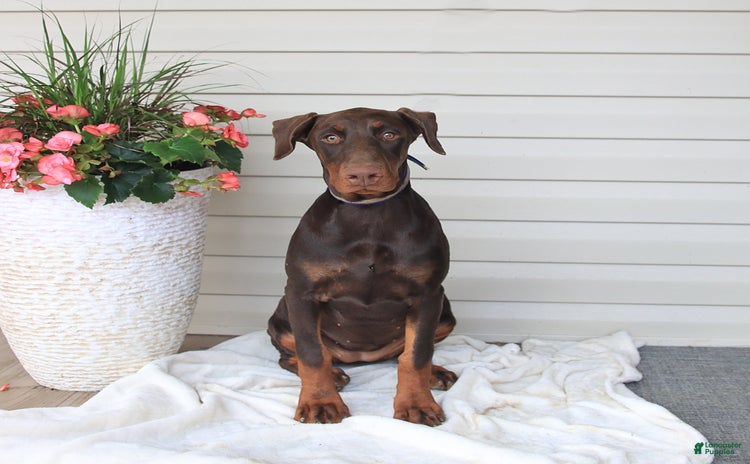 Doberman Pinscher dogs for sale - Ad 2