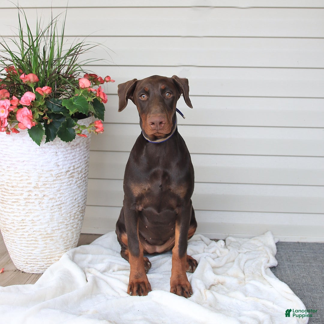 Doberman Pinscher dogs for sale: Ziva - Image 1