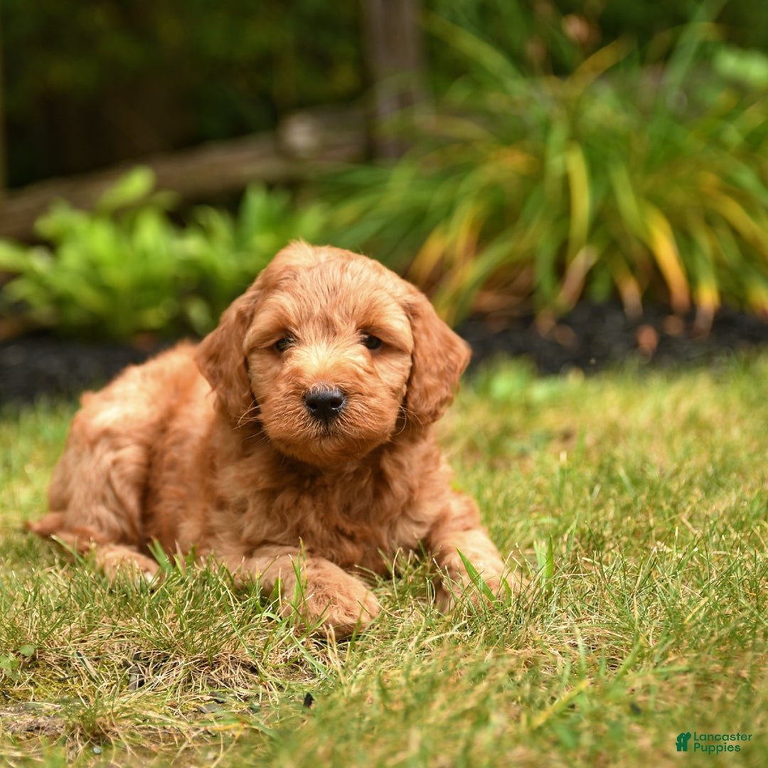 Mini Goldendoodle dogs for sale: Rocky - Image 4