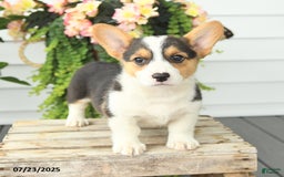Welsh Corgi Pembroke dogs for sale: Precious - Image 2